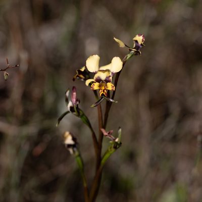 Diuris pardina, photographed by Kym Nicolson