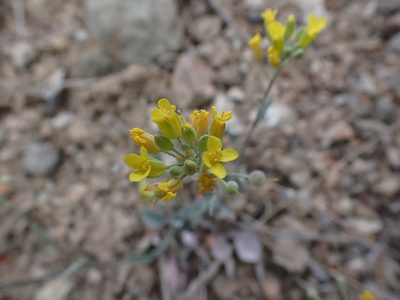 Physaria douglasii, photographed by Ellyne Geurts