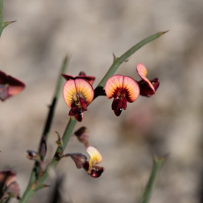 Daviesia brevifolia, photographed by Kym Nicolson