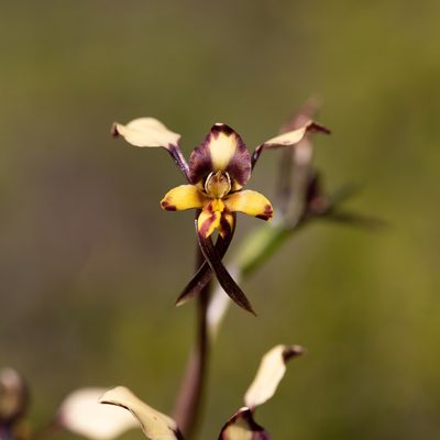 Diuris pardina, photographed by Kym Nicolson