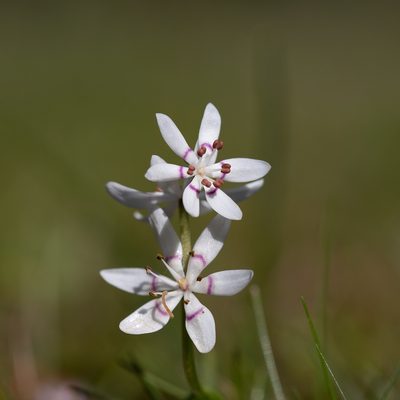 Wurmbea dioica, photographed by Kym Nicolson