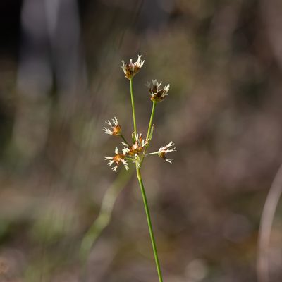 Luzula meridionalis, photographed by Kym Nicolson