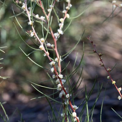 Hakea carinata, photographed by Kym Nicolson
