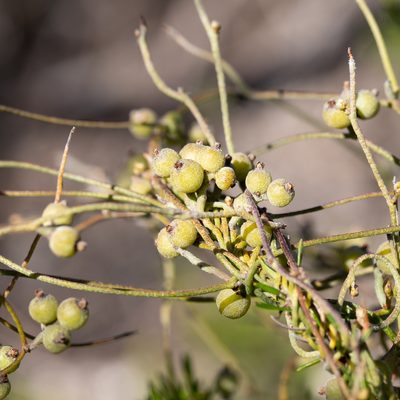 Cassytha pubescens, photographed by Kym Nicolson