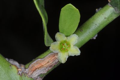 Maytenus spinosa, photographed by aacocucci