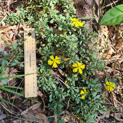 Hibbertia diffusa, photographed by Petra Holland