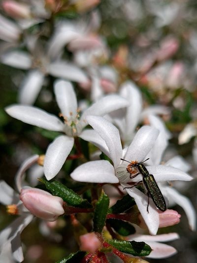 Philotheca hispidula, photographed by Petra Holland