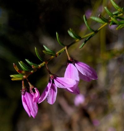 Tetratheca glandulosa, photographed by Petra Holland