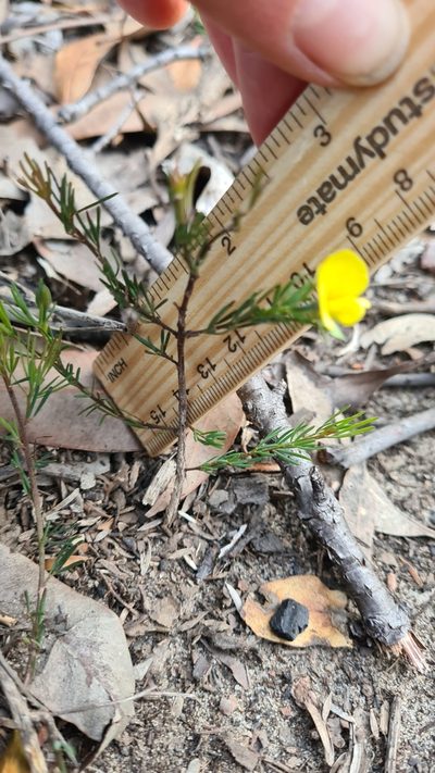 Gompholobium glabratum, photographed by Petra Holland