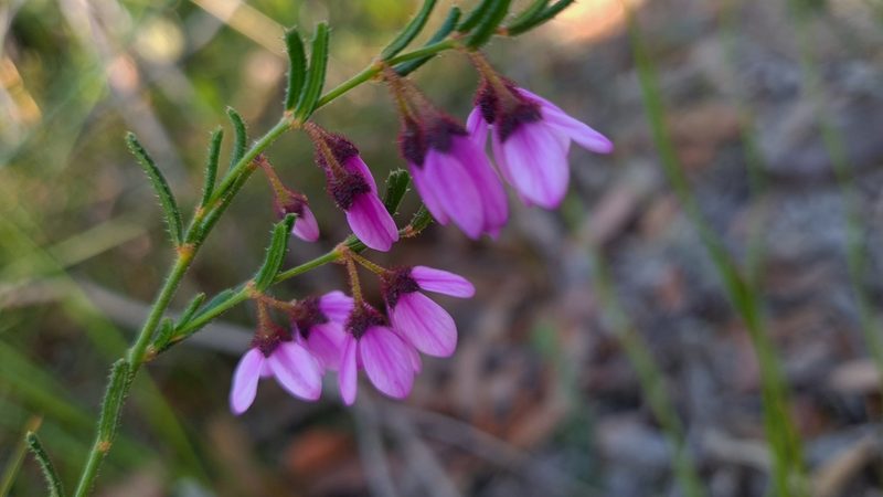 Tetratheca glandulosa, photographed by Petra Holland