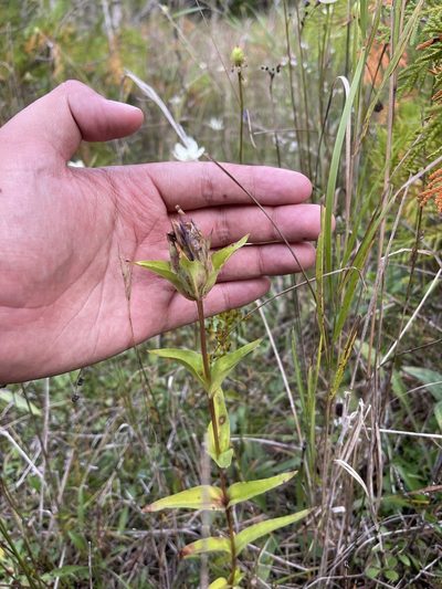 Gentiana rubricaulis, photographed by Brandon Corder