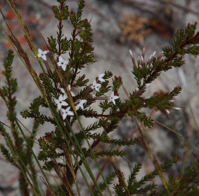 Erica infundibuliformis, photographed by Tony Rebelo