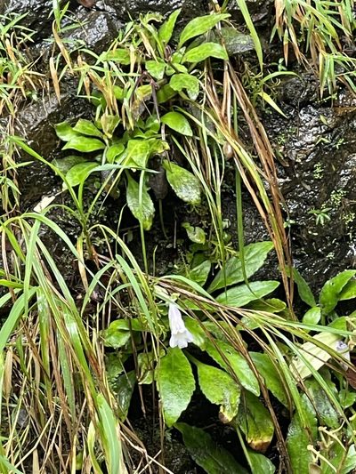 Primulina dryas, photographed by Yj