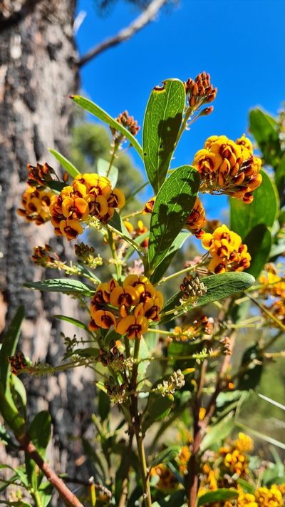 Daviesia corymbosa, photographed by Petra Holland