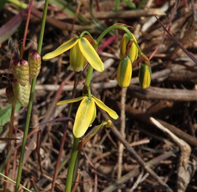 Albuca flaccida, photographed by Tony Rebelo