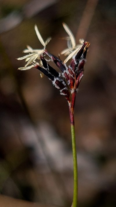 Schoenus ericetorum, photographed by Petra Holland