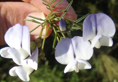 Psoralea affinis, photographed by Nicola van Berkel