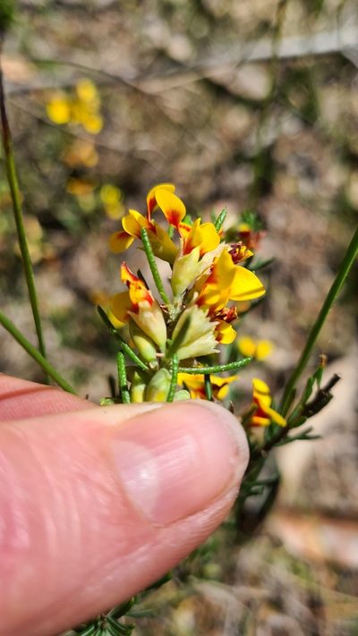 Dillwynia elegans, photographed by Petra Holland