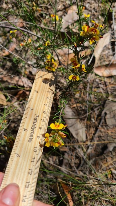 Dillwynia elegans, photographed by Petra Holland