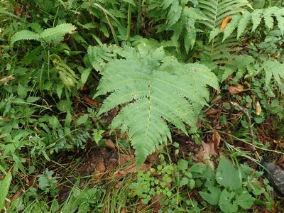 Dryopteris goldieana, photographed by Lynn Harper