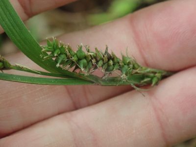 Carex scabrata, photographed by Lynn Harper