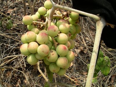 Ampelocissus acapulcensis, photographed by Neptalí Ramírez Marcial