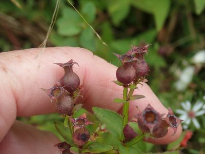Rhexia virginica, photographed by Lynn Harper