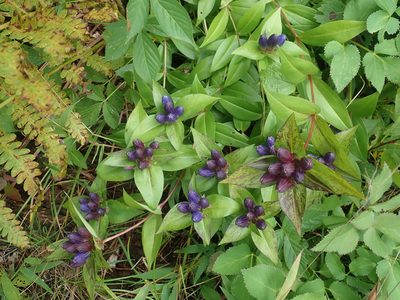 Gentiana clausa, photographed by Lynn Harper