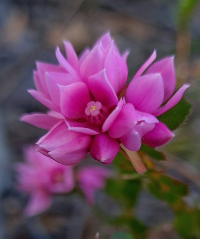 Boronia serrulata, photographed by Petra Holland