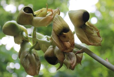 Catasetum integerrimum, photographed by Ricard Busquets Reverte