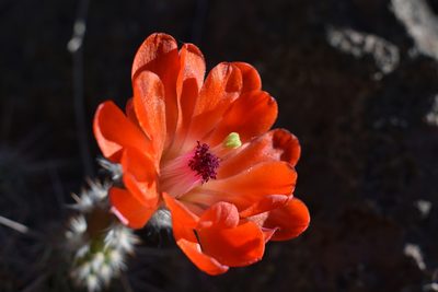 Echinocereus salm-dyckianus, photographed by Alejandro Sigala Chávez