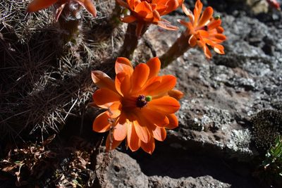 Echinocereus salm-dyckianus, photographed by Alejandro Sigala Chávez