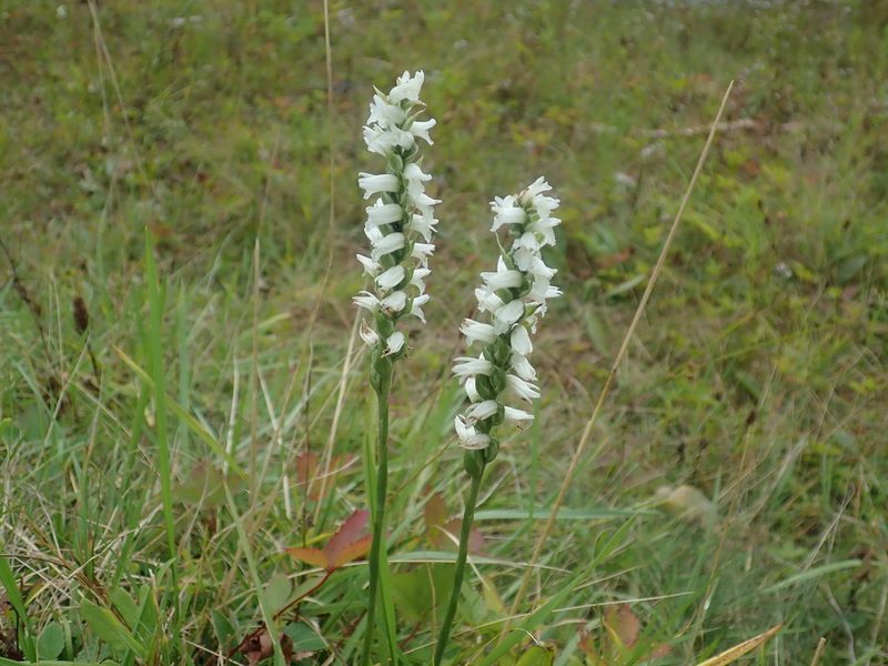 Spiranthes incurva, photographed by Lynn Harper