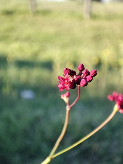 Eriogonum atrorubens, photographed by Tereka Lasso
