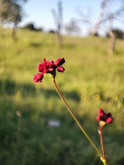 Eriogonum atrorubens, photographed by Tereka Lasso