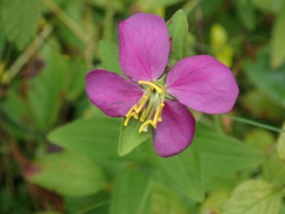 Rhexia virginica, photographed by Lynn Harper