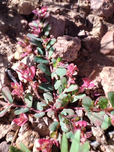 Euphorbia indivisa, photographed by Tereka Lasso