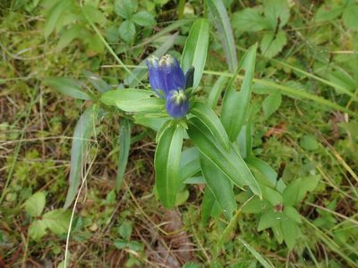 Gentiana linearis, photographed by Lynn Harper