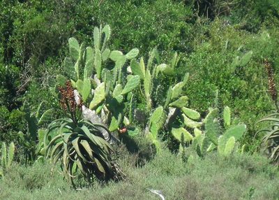 Aloe africana, photographed by Shaun Swanepoel