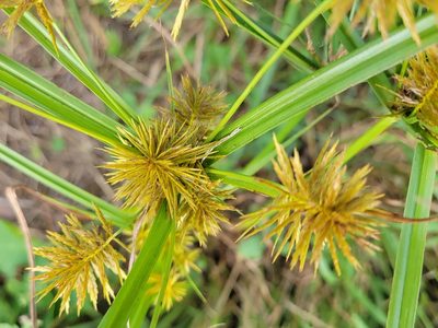 Cyperus strigosus, photographed by Jean Sorensen