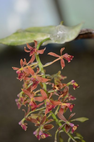 Epidendrum radioferens, photographed by Neptalí Ramírez Marcial