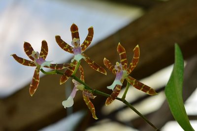 Oncidium laeve, photographed by Neptalí Ramírez Marcial