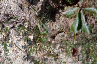 Lespedeza angustifolia, photographed by Bonnie Semmling