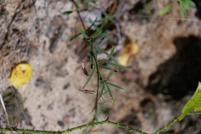 Lespedeza angustifolia, photographed by Bonnie Semmling