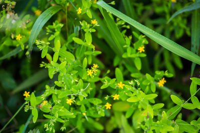 Hypericum mutilum, photographed by Melissa McMasters