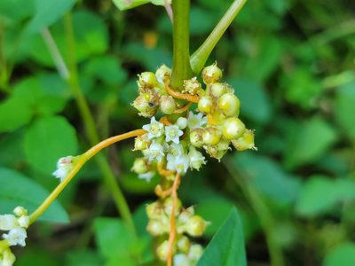 Cuscuta gronovii, photographed by Elias
