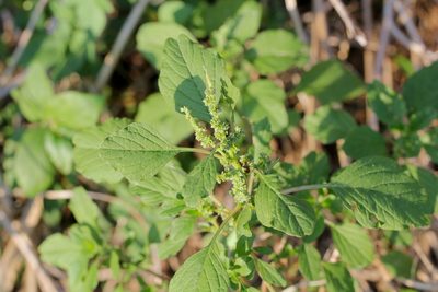 Amaranthus blitum, photographed by Agnes Trekker