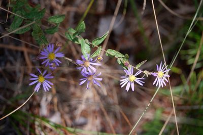 Symphyotrichum patens, photographed by Bonnie Semmling