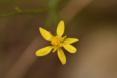 Gutierrezia texana, photographed by Luke Padon