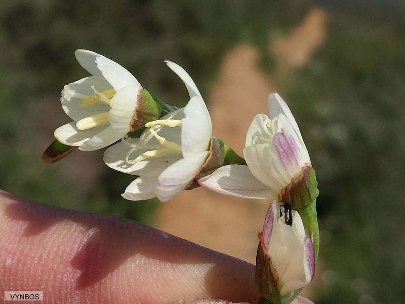 Geissorhiza inflexa, photographed by Chris Vynbos